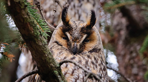 Porn rorschachx:  A long-eared owl (Asio otus), photos