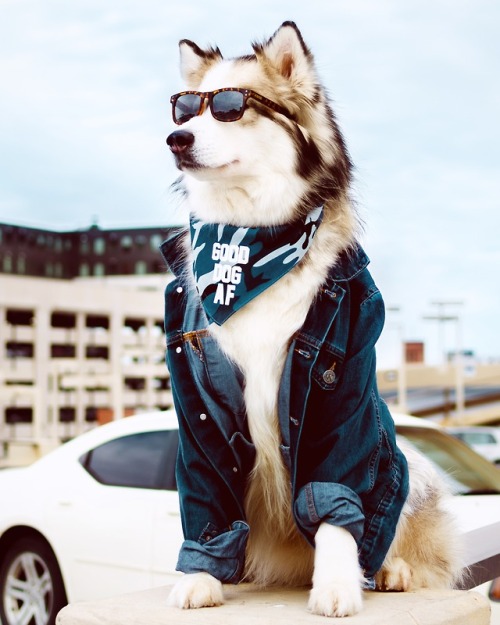 When your dog is WAY cooler than you’ll ever be.