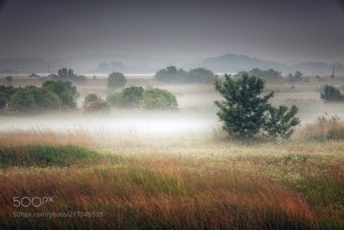 Fog and trees by c1113