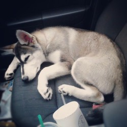 dont-letyourfears-win:  Someone’s getting big (: #husky #puppy #mydog