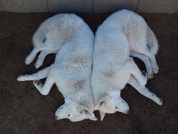 6woofs:  Naptime after playtime (s’why they’re so dirty). Brotherly love &lt;3 