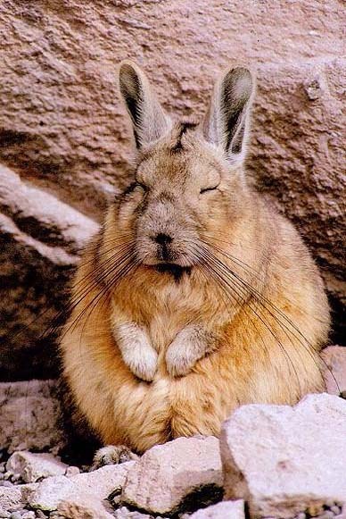 cool-critters:Southern viscacha (Lagidium viscacia)The southern viscacha is a species of rodent in t