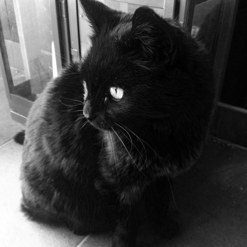 lowonair:  😍😍 #black #cat #so #beautiful