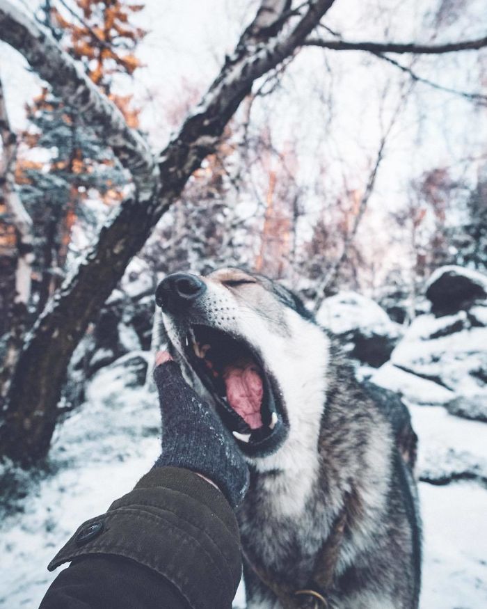 protect-and-love-animals: 