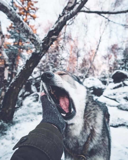 protect-and-love-animals: 