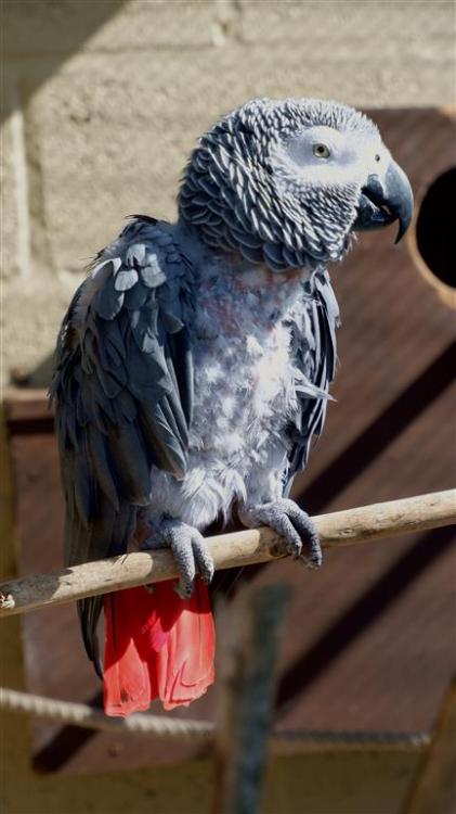 African Grey Parrot.