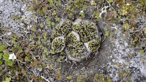 Full video: Alaska&rsquo;s Yukon Delta National Wildlife Refuge, Cornell Lab(these are pacific g