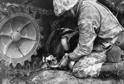 greasegunburgers:Marine feeding a kitten during a lull in the fighting.