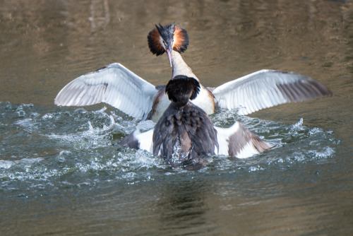 dominicpix:great crested grebe^^Quite a fight this! by @dominicpix