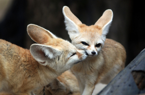 princessbaby-girl:  wuyinfection:  This is a fennec Fox, a small noctural fox with big ears that helps to dissipate heat.  Aawwww I want a little fox