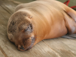 neaq:  No one sleeps better than Ron the sea lion pup.Except maybe Ursula the northern fur seal.