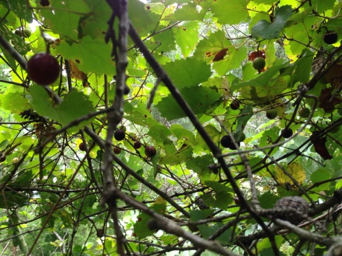 Wild muscadine time. Long pants,boots and an agility test daily. Last year the briars got their lick