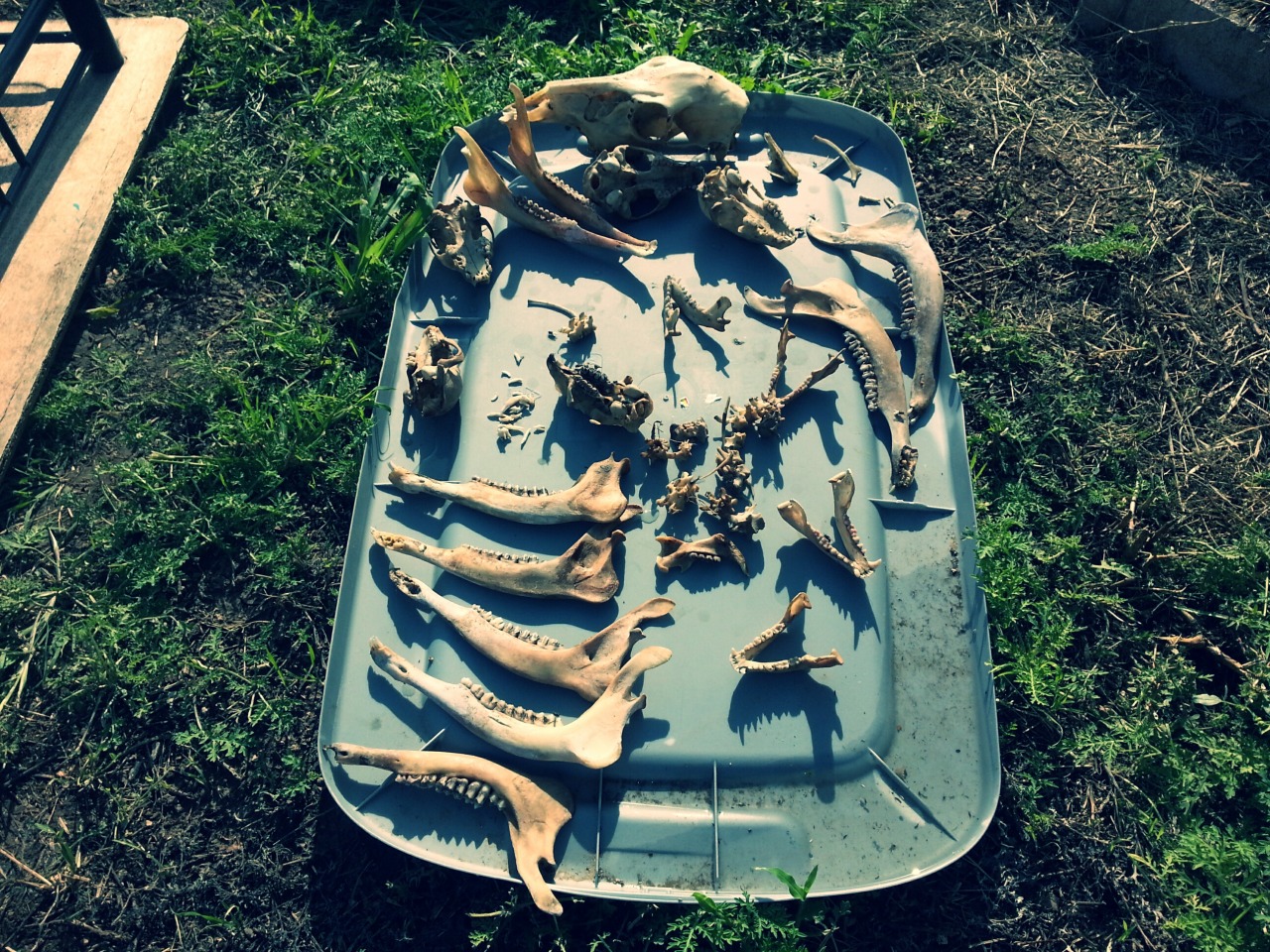 bonesetcetera:  jnasty36:  Checked my maceration buckets and these are the bones