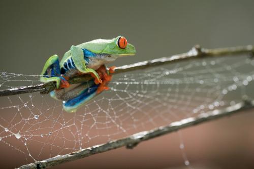 nubbsgalore:  photos by nicolas reusens 
