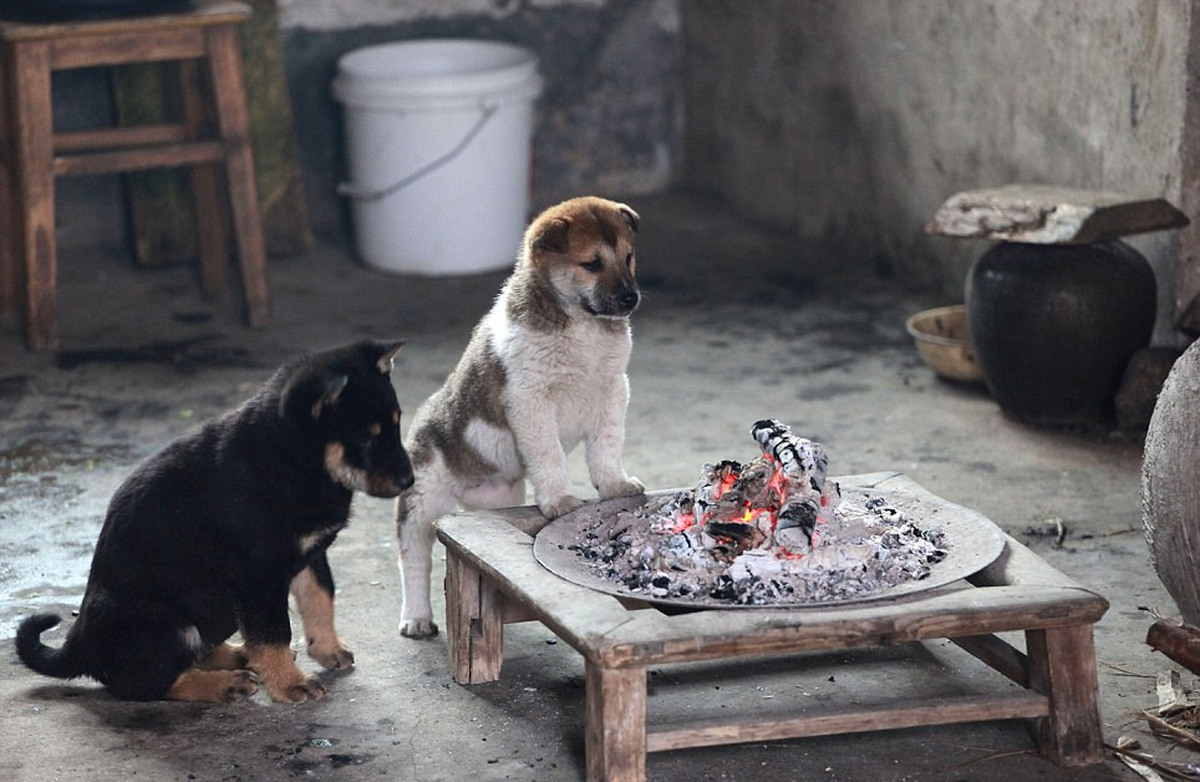 awkwardsituationist:  on particularly cold days, the homeless puppies of china’s