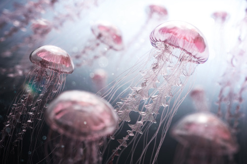 cgartworks:Jellyfish Rise, created by James Gardner using Modo and Photoshop.