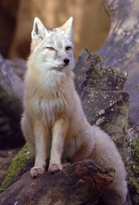 everythingfox:  Corsac fox