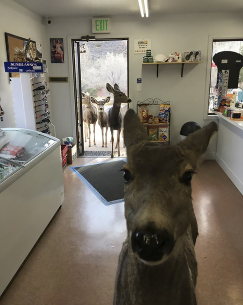 catsbeaversandducks: Deer Drops By Gift Shop, Then Comes Back Later With Her KidsPhotos by Lori Jone