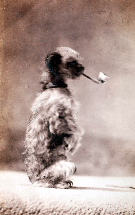 Eugène Disdéri - Chien à la pipe, c. 1850-1870.