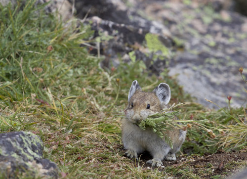 lychens:i see pictures of pikas holding things and my heart goes ✨✨