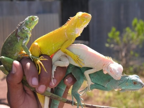 twofacedsheep:“Green, Albino, Albino/Axanthic, axanthic green iguanas probably from the same clutch.