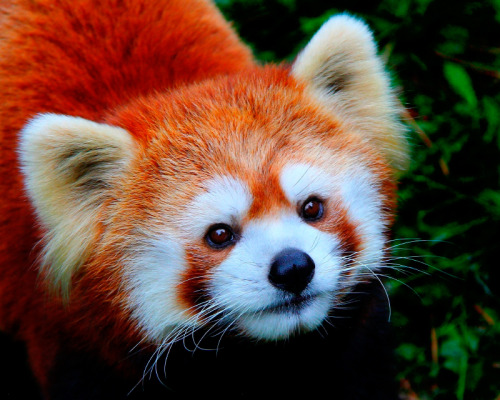 artfave:Cute red pandas