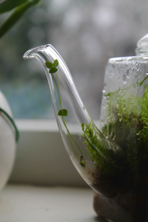 trans-ash:  athyriumotophorum:  My moss terrarium that I made with my Grandmother’s old tea kettle that she gave to me. In the terrarium are mosses, grasses, rocks, and clovers. One clover decided to sprout through the spout :)   it’s like you are