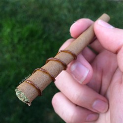 weedporndaily:Twax blunt👌💨 White Grape tree and shatter by @valleyrec420