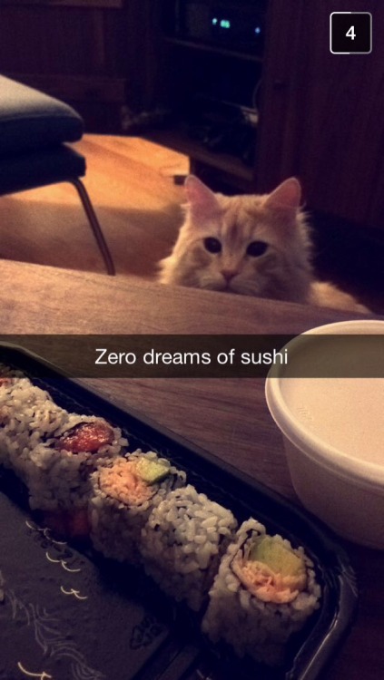 Zero dreams of sushi, courtesy of abirthdaypony.