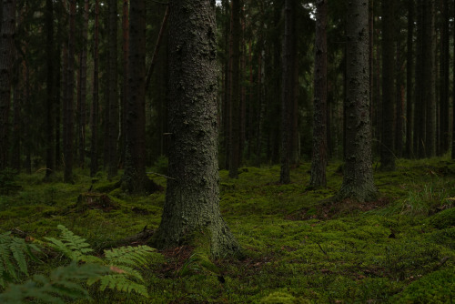 swedishlandscapes: Trees and moss, what else do you need?