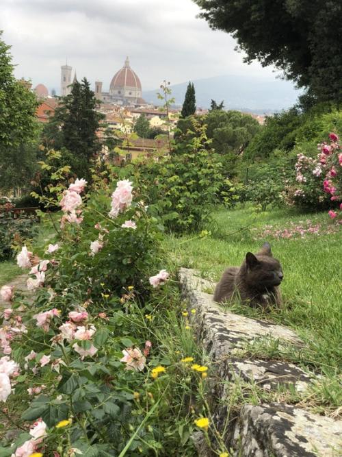 catscatscatss: This cat chilling in the rose garden in Florence, Italy (Source)