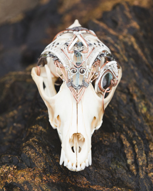 Beautiful coyote skull adorned with a labradorite eye, 3 aquamarine, 8 tourmalines, 2 peridot and am