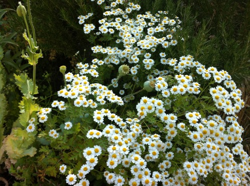 🌻🍃🌼🌻