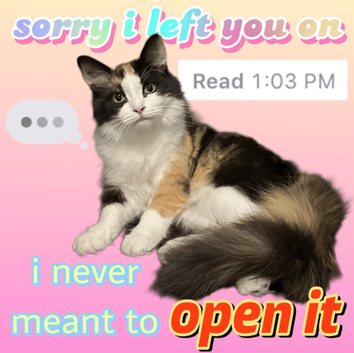 🐈💙🐈💙🐈