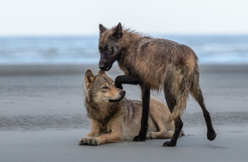 wolveswolves - Two playing Coastal wolves in British Columbia by...