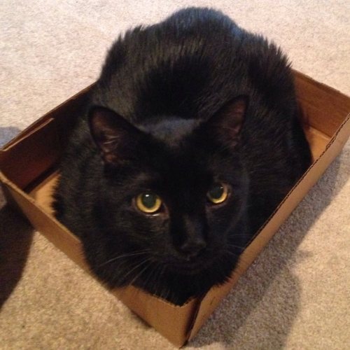 catsbeaversandducks:PLEASE keep your black cats safe this Friday the 13thUnfortunately, whenever a Friday the 13th comes around, we can still hear stories of black cats being abused, tortured, or neglected. There are a lot of disturbed and mean people