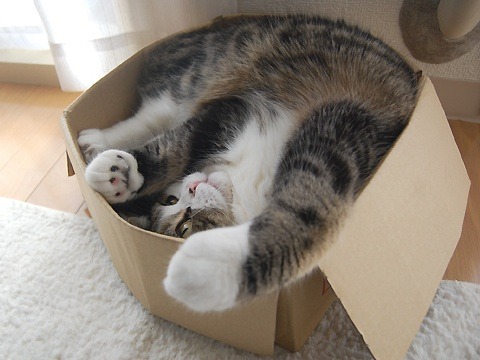 kerryrenaissance:zenkitty714:fairylene:Felines love boxesIf I fits, I sits. If I no fits, I sits any