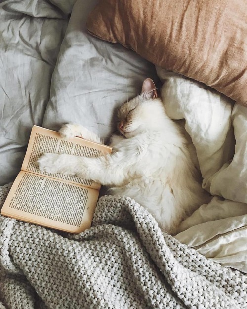 animals-addiction: My two favorite things in the world cats and books 