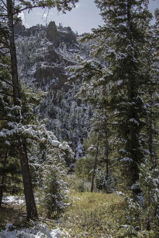 A fresh mix of Summer, Autumn and Winter makes the forest dance! Shoshone National Forest, Wyoming: (c) riverwindphotography,...
