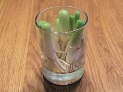 permaniche:  amroyounes:  8 vegetables that you can regrow again and again. Scallions You can regrow scallions by leaving an inch attached to the roots and place them in a small glass with a little water in a well-lit room. Garlic When garlic begins to