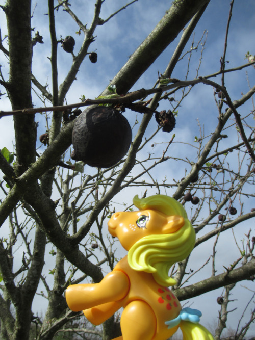 Applejack is visiting the apple orchards of Cotehele.In Cornwall, England.This is photo 342 of 365.H