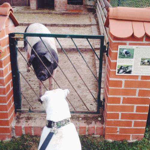 hyperb0rean: Taison making new friends.:) That is a Deutsches Sattelschwein, a rare breed of domesti