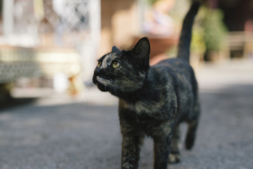 mammafairchild: louisetakesphotos:Cat chronicles of Chiang Mai, Thailand.  @softsteverogers