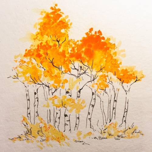 bonesnail:#Inktober Day 3: some aspens on a 6x6" watercolor paper. #tree #aspen #colorado #ink 