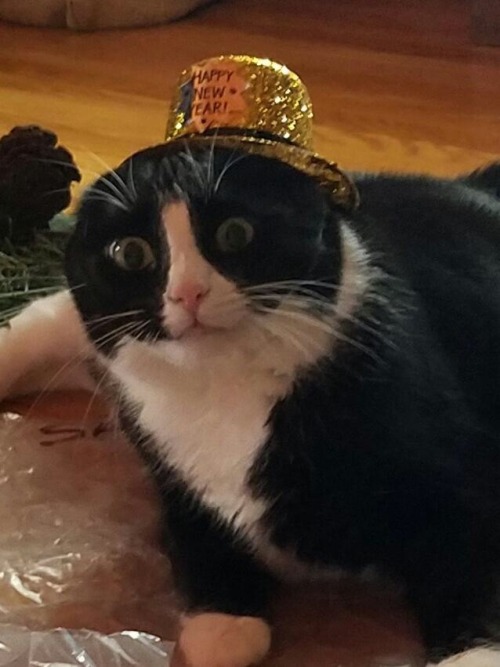 unflatteringcatselfies:my very confused cat in a hat.