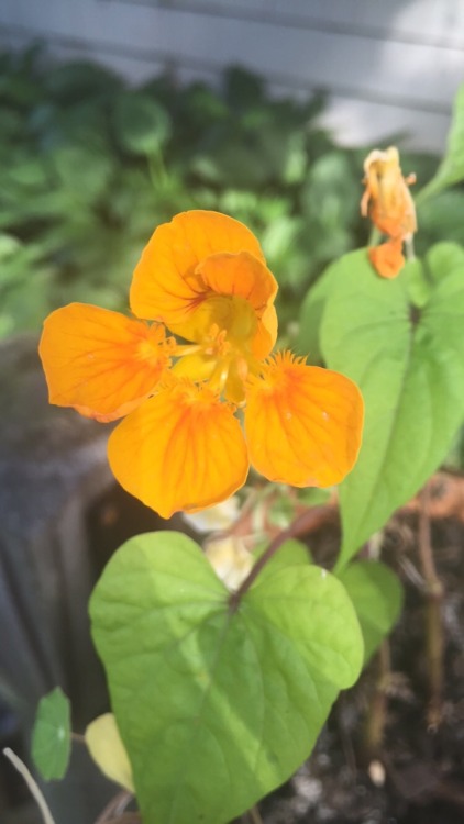 Most of the Nasturtiums have already gone to seed, but these few are still blooming!