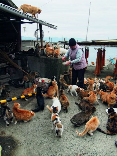 Manami Okazaki aka 岡崎真奈美 (Japanese, based Japan) - Local resident Naoko Kamimoto feeds the cats at A