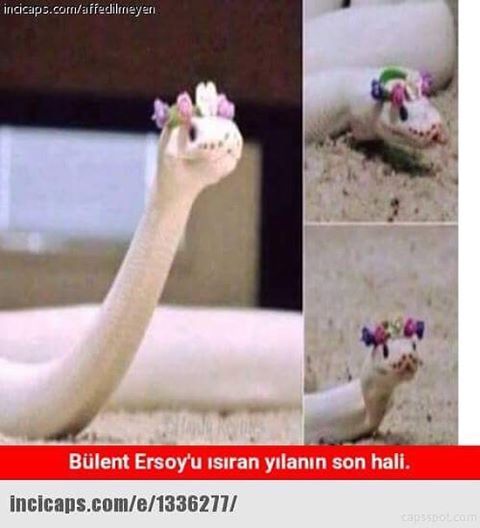 Bülent Ersoy'u ısıran...