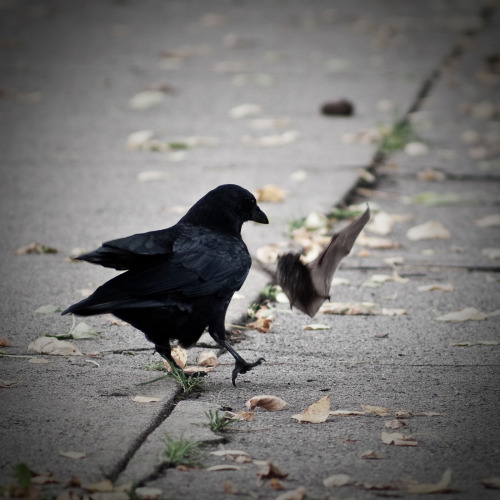 Sebboh aka Derek Z (American, b. Portland, OR, USA, based San Francisco, CA, USA) - 1: Crow attackin