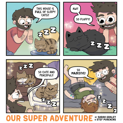 So Many Sleepy Cats!